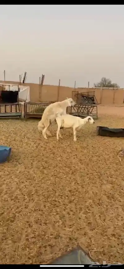 فحل حري صنف((( تم البييع الله يبارك للجميع ))) 0