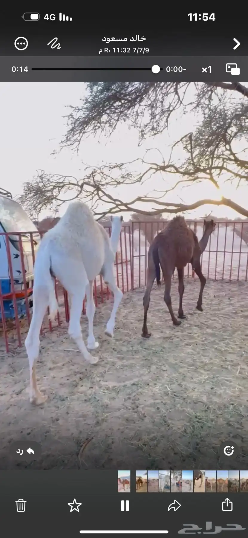 قعدان للبيع 2