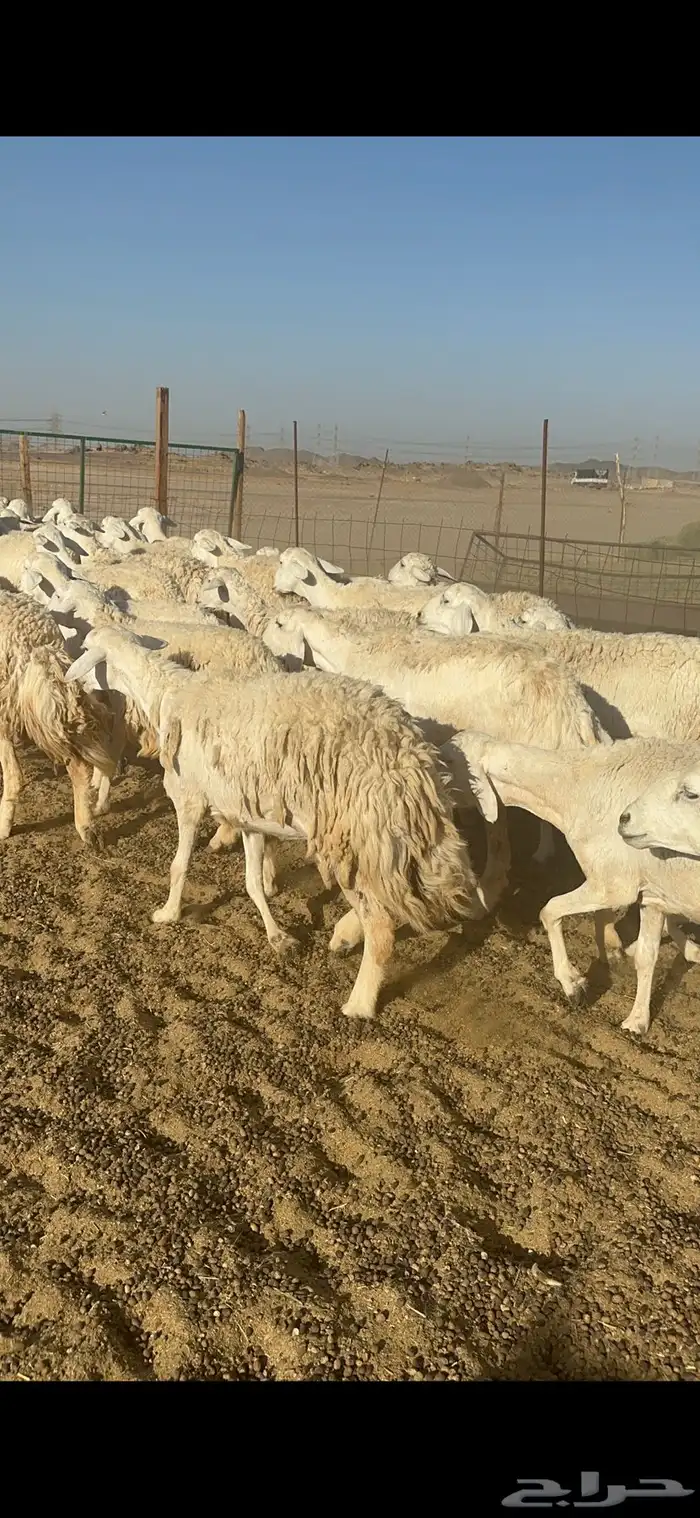 غنم مراح حرش شي فاخر 2