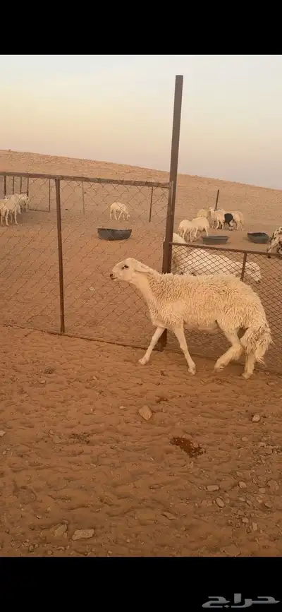 فحل حري صنف((( تم البييع الله يبارك للجميع ))) 2