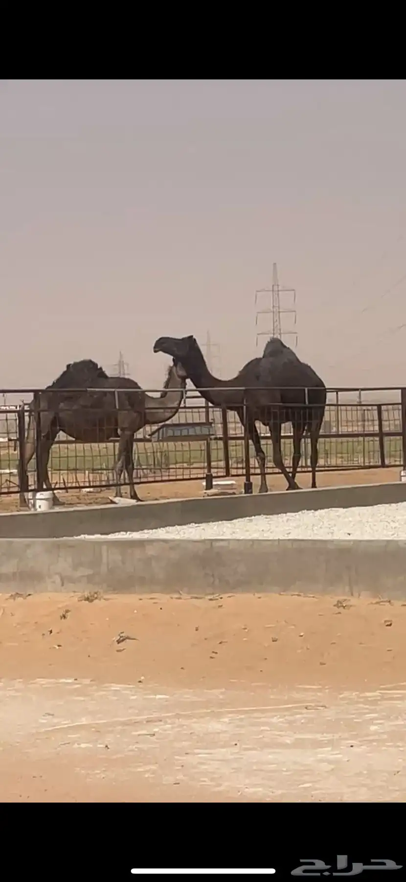 للبيع اللقحه الكفو 0