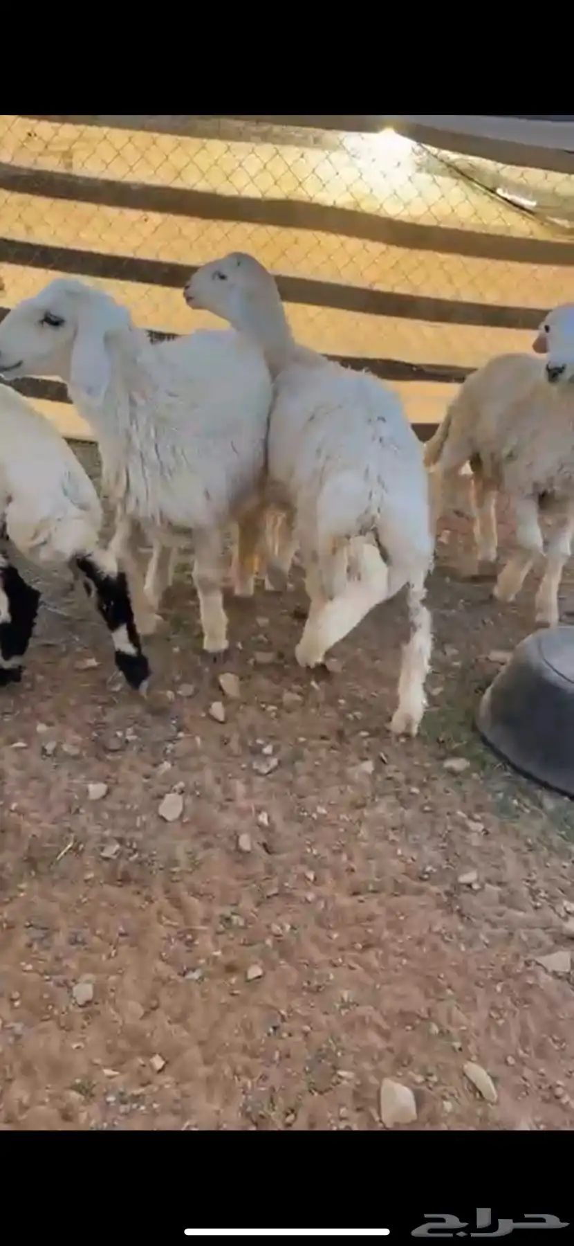 للبيع طليان ورخال طيبه - بيع ذبايح او جميع 0
