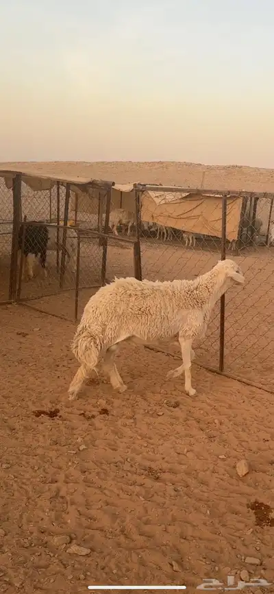 فحل حري صنف((( تم البييع الله يبارك للجميع ))) 4