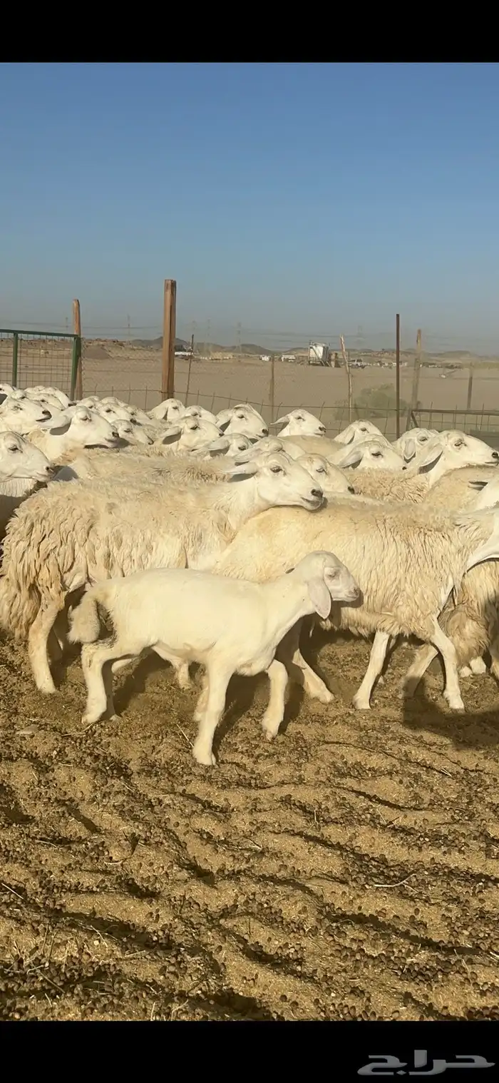 غنم مراح حرش شي فاخر 4