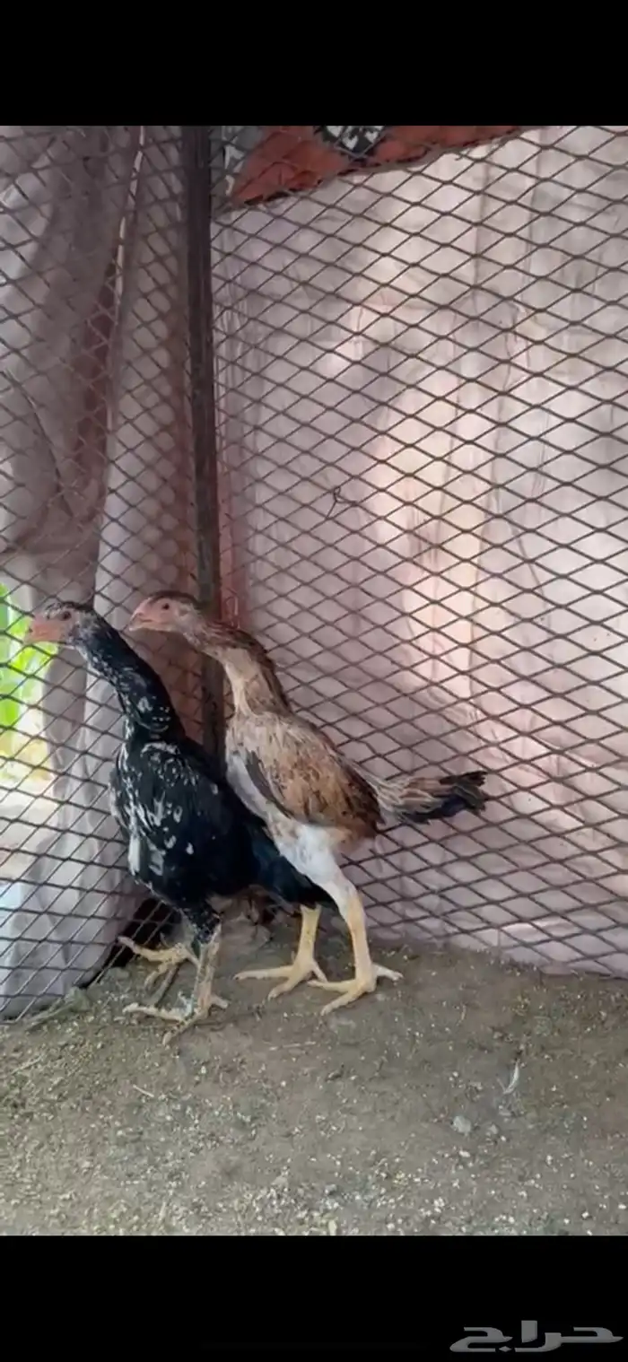 شامو هزاز عمر 4شهور تقريبا 1