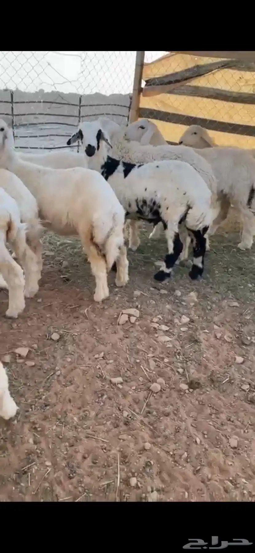 للبيع طليان ورخال طيبه - بيع ذبايح او جميع 1