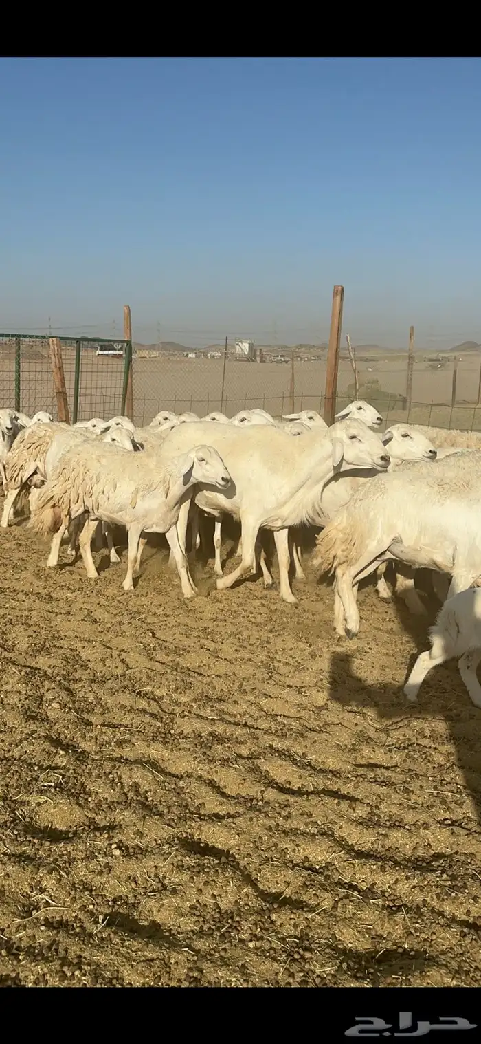غنم مراح حرش شي فاخر 0