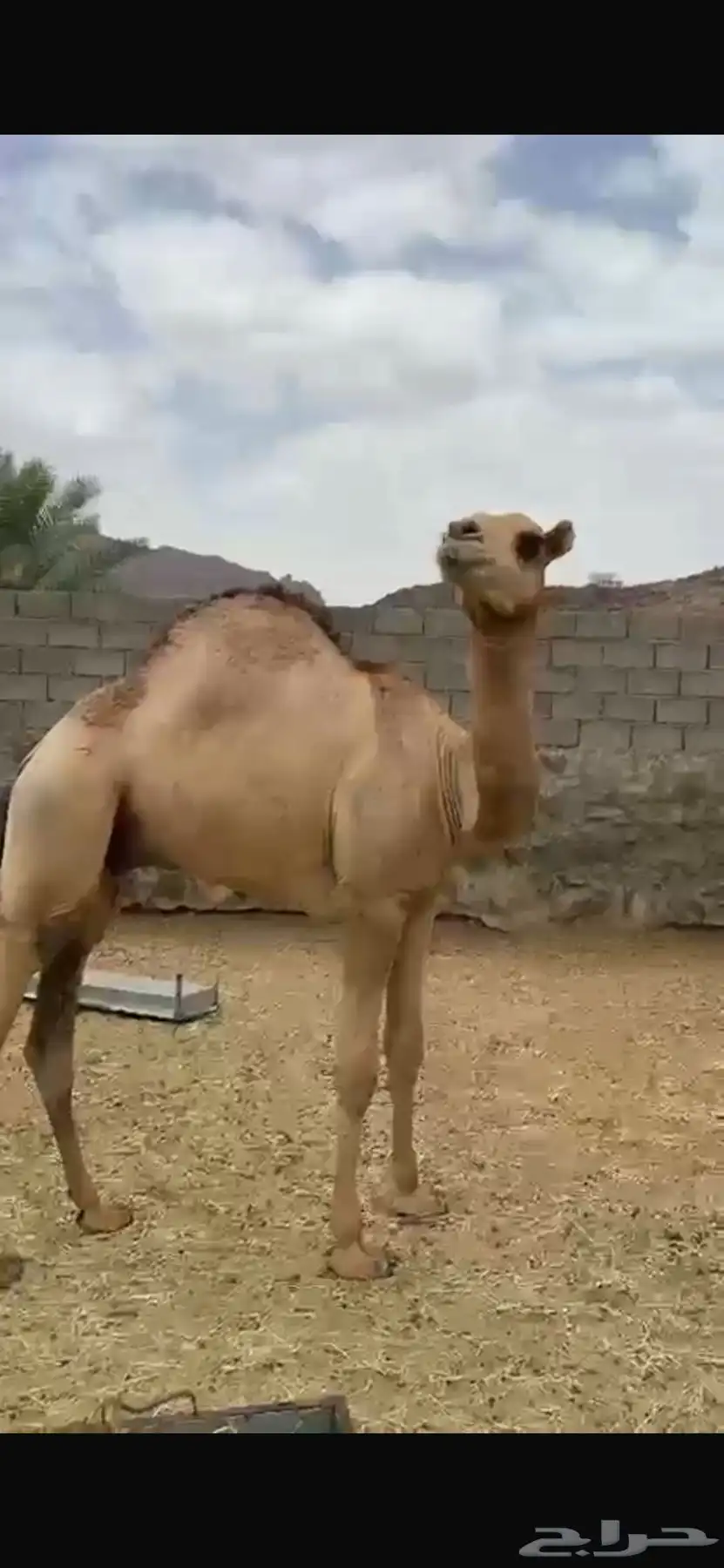 قعود 6 شهور 1