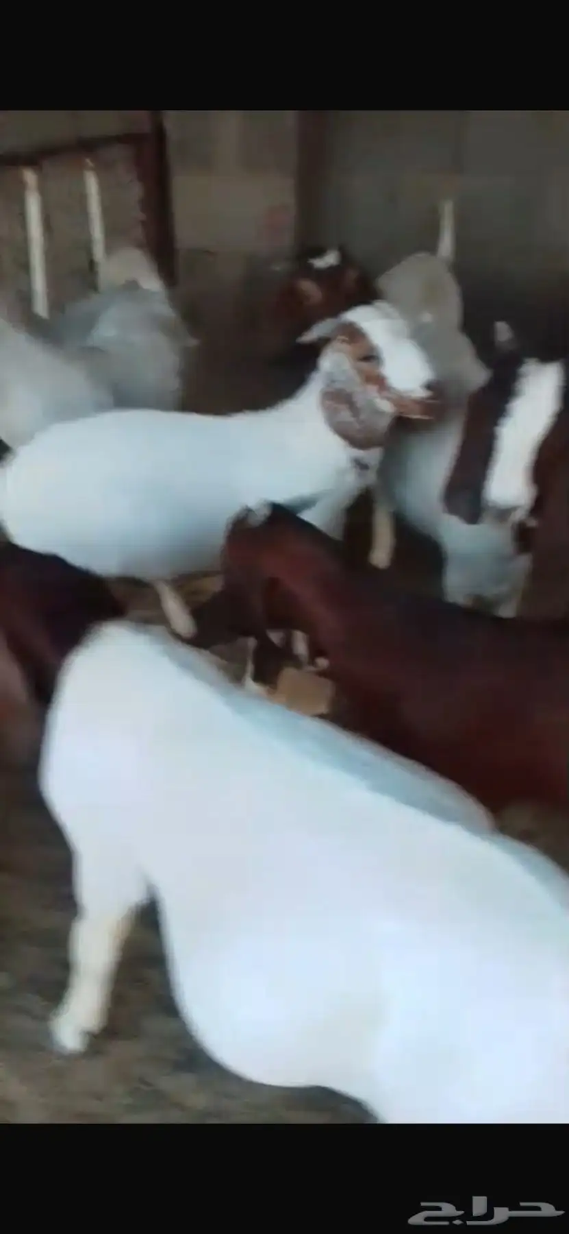 تيوس فل مقفله شحم للبيع 2
