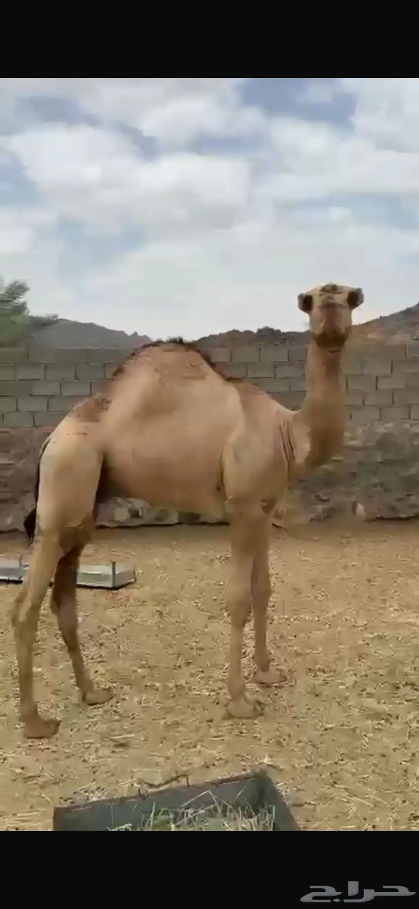 قعود 6 شهور 2