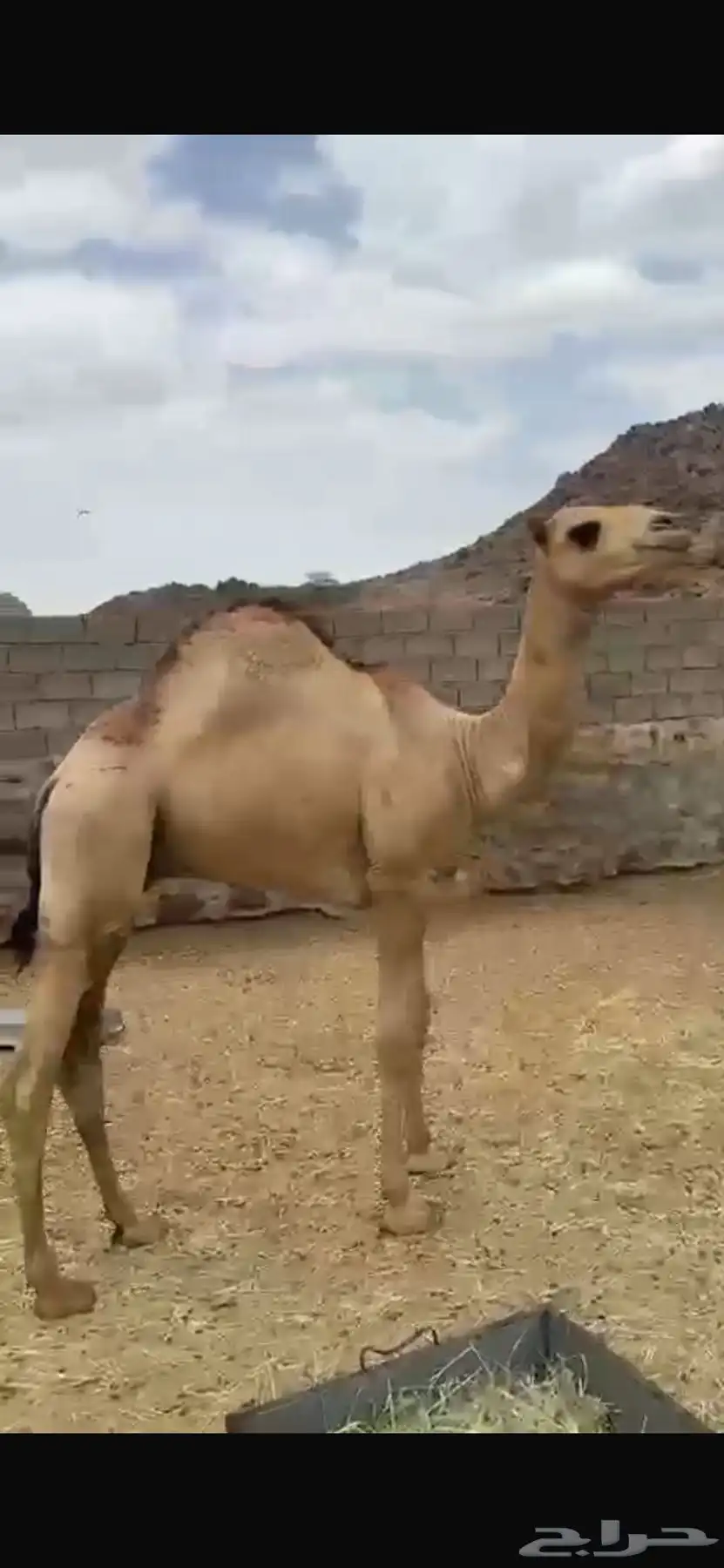قعود 6 شهور 3