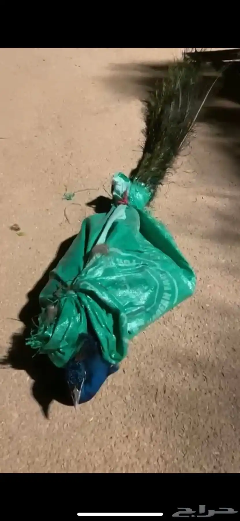 طاؤوس هندي ازرق نظيف وهادي عمر تقريبا سنتين 0