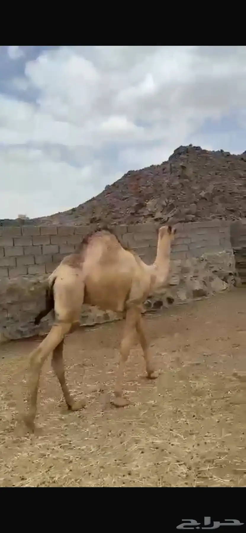 قعود 6 شهور 0