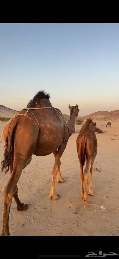 خلفه ساحليه(( تم البيع )) 6