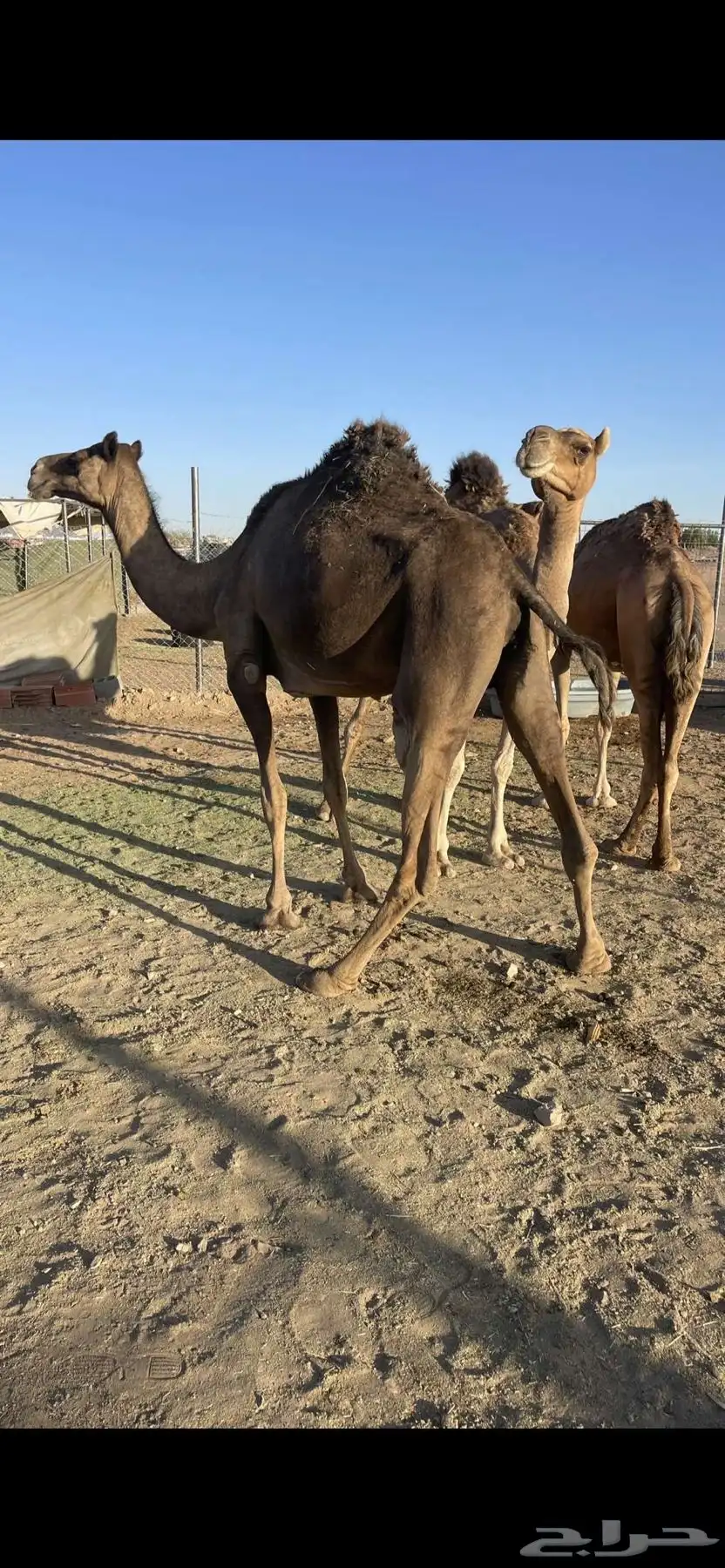 لقحات طيبات منايح الحد 6300 1