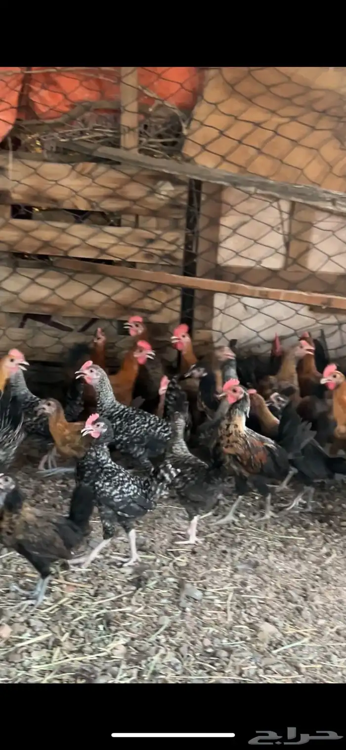 دجاج 0
