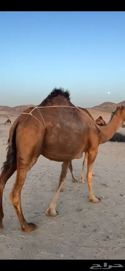 خلفه ساحليه(( تم البيع )) 3