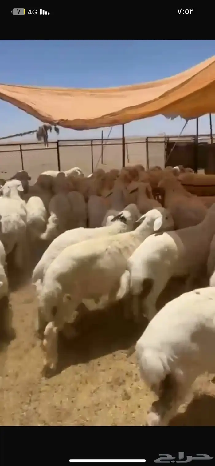 بهم حري شحم العدد65ورخال15 العمر4شهور وفوق الموقع شمال عفيف 3
