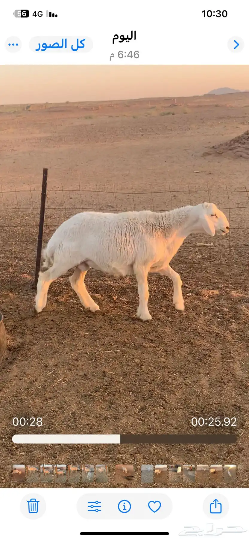 طلي ساس طيب 0
