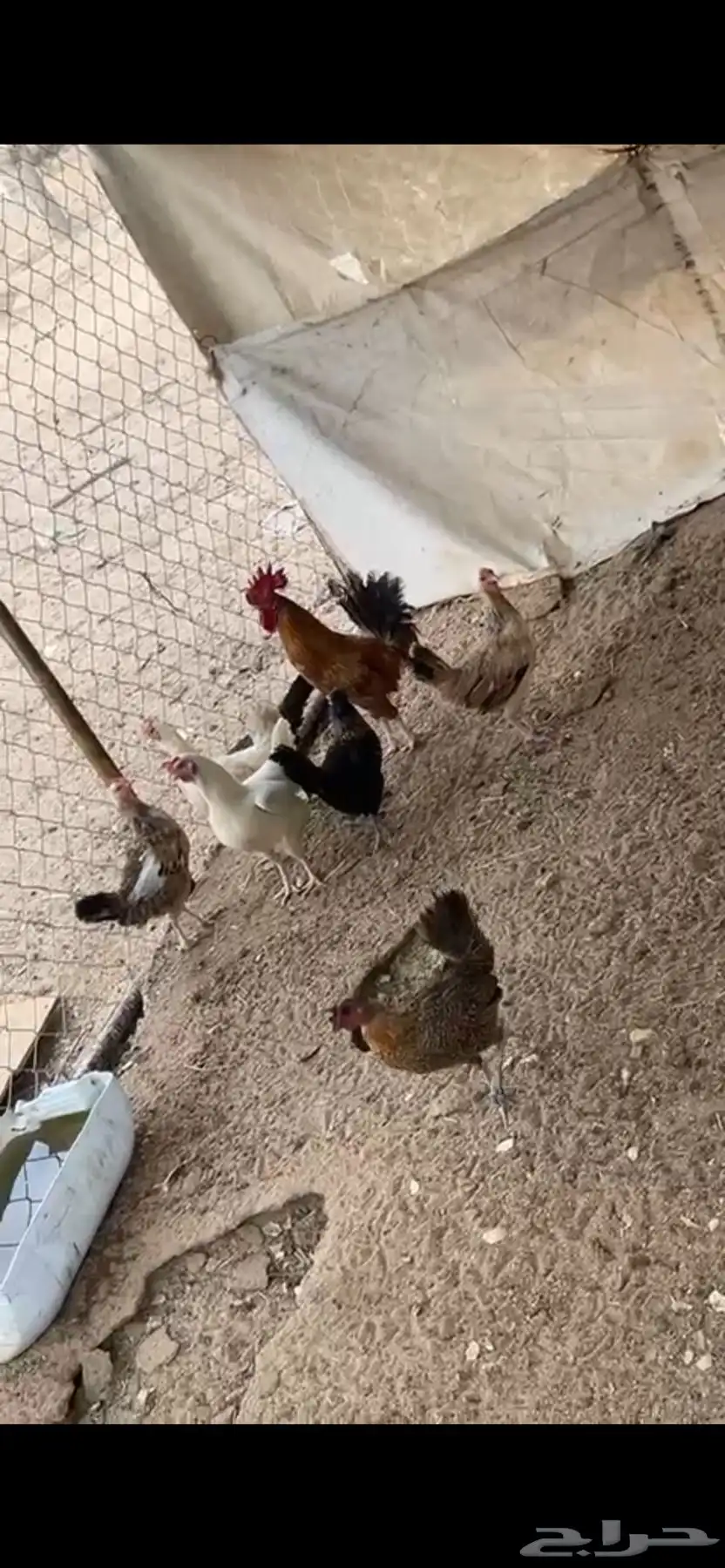 دجاج بلدي 4