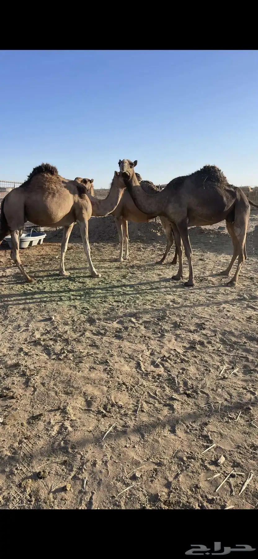 لقحات طيبات منايح الحد 6300 2