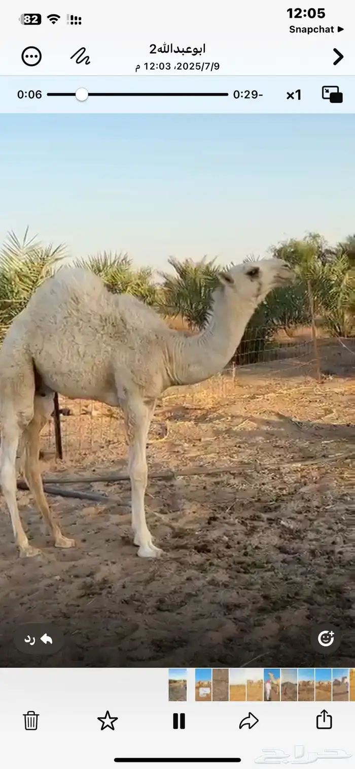 قعود مشروع فحل 0