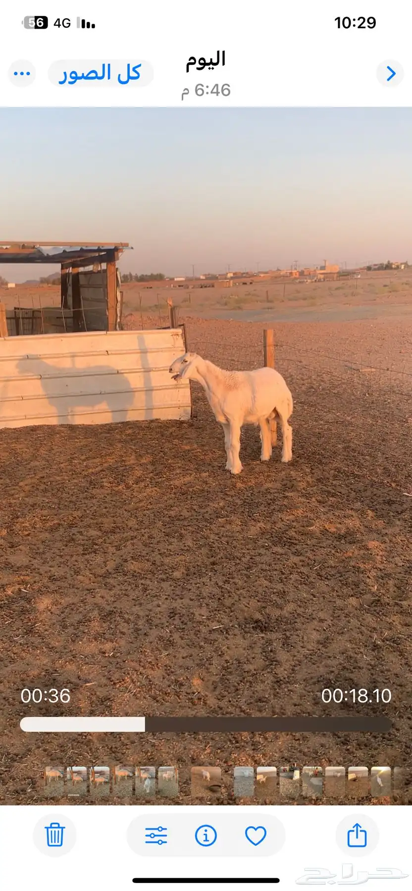 طلي ساس طيب 5