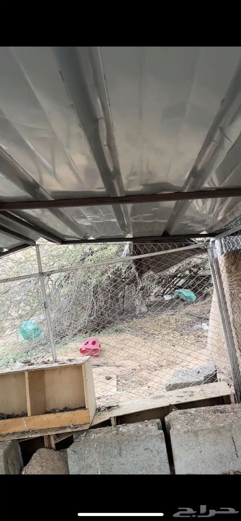 دجاج بلدي 5