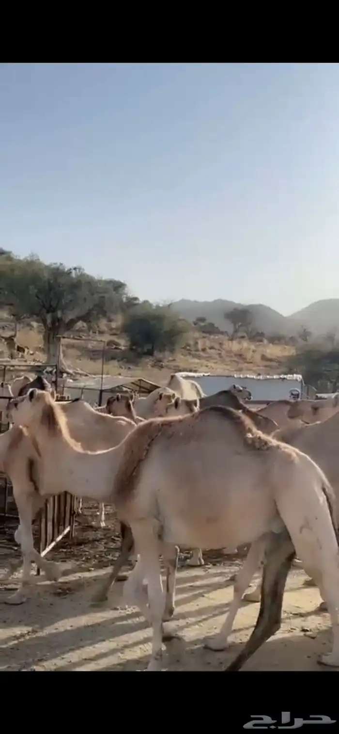 ناقه نياق ابل 0