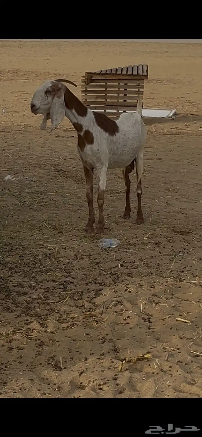 عنزا هولنداي 0