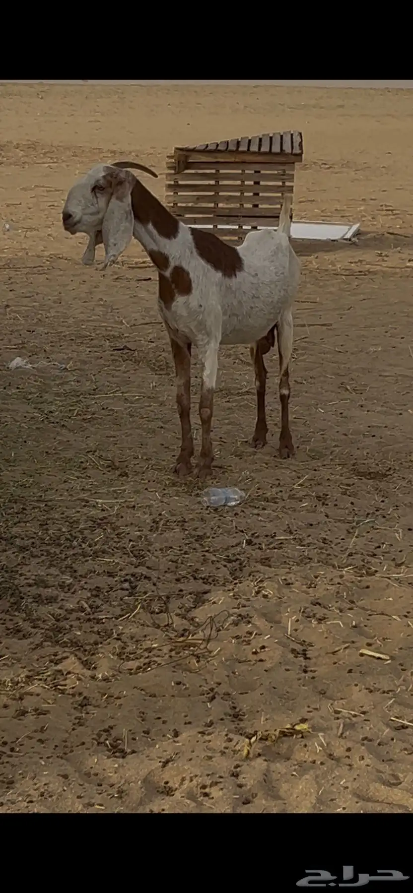 عنزا هولنداي 0