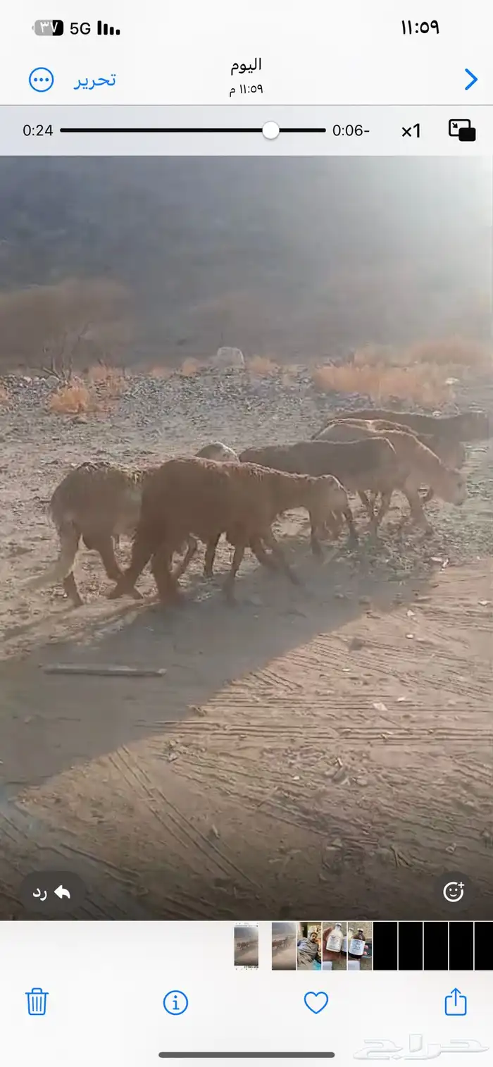 طليان سواكن مقفله شحم تربيه 4شهور جذاعان 0