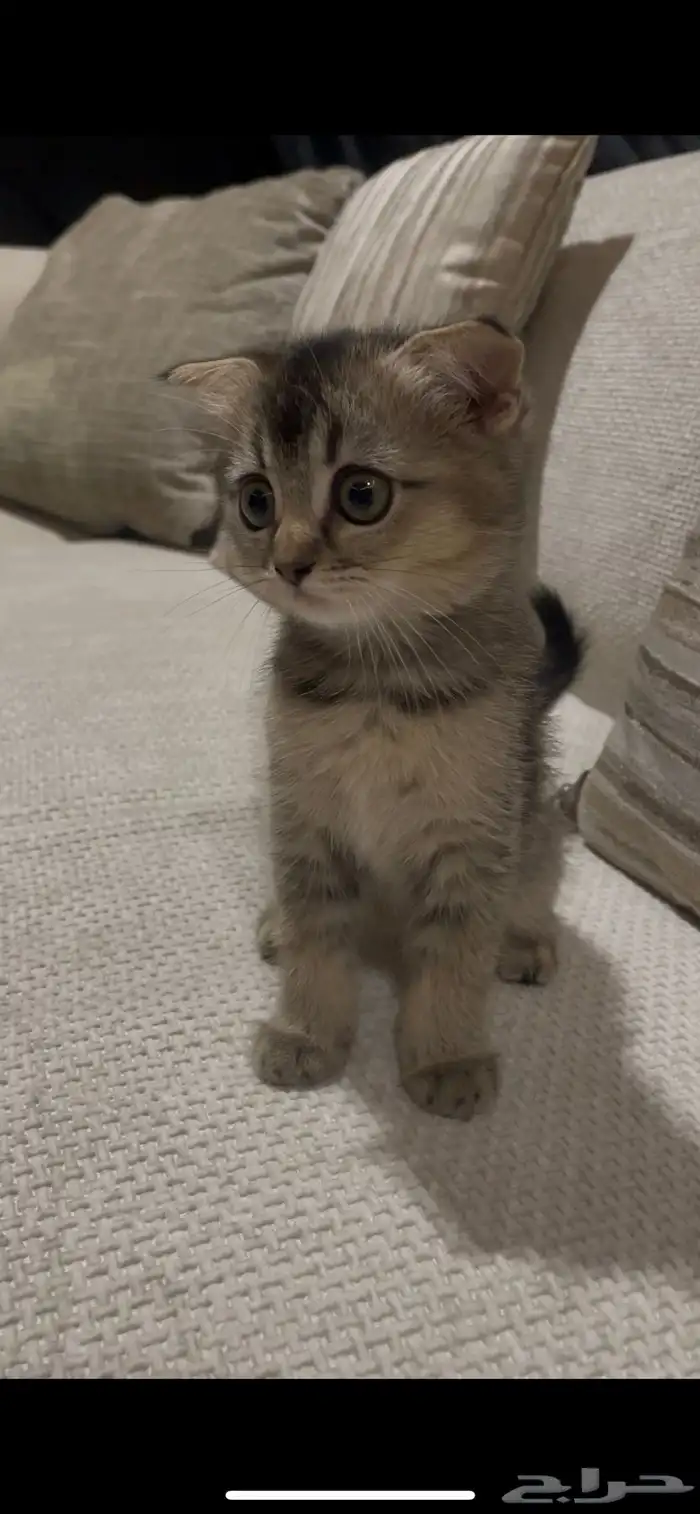 قطة أنثى سكوتش للبيع 1
