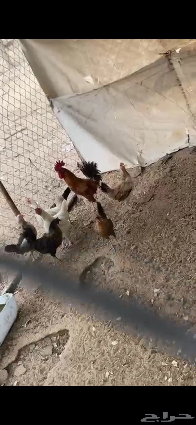 دجاج بلدي 3