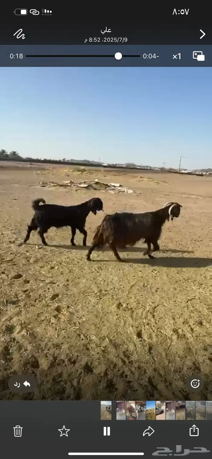 عنز معها بنتها عمرها 5 شهور والعنز مضرع لها قريب شهرين السو 0