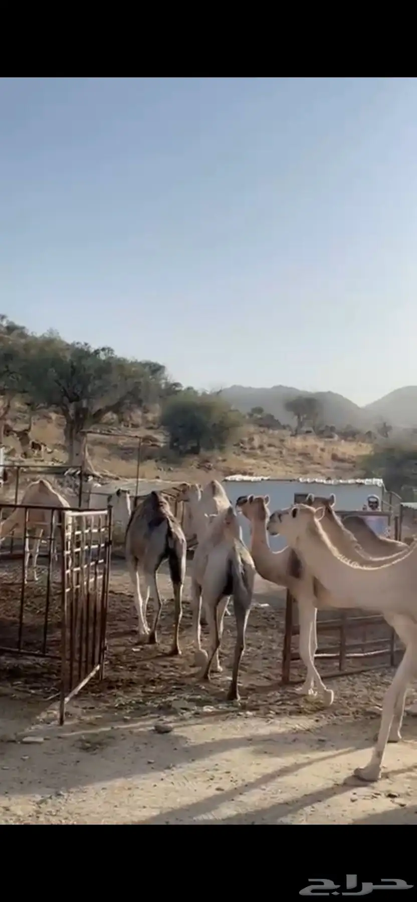 ناقه نياق ابل 3