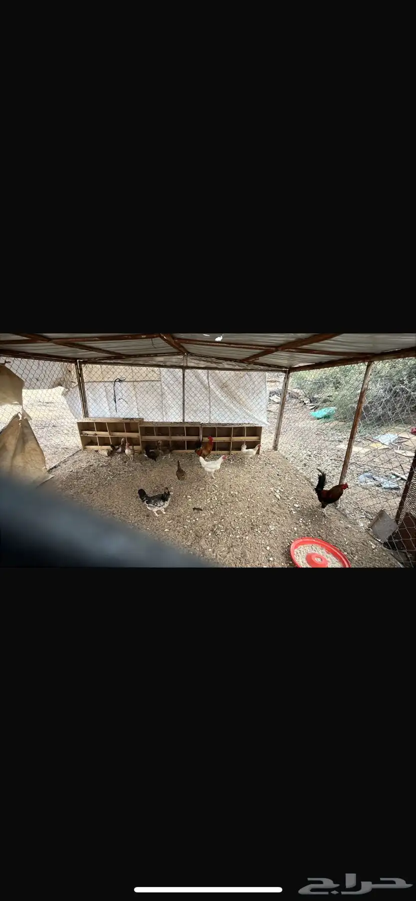 دجاج بلدي 8
