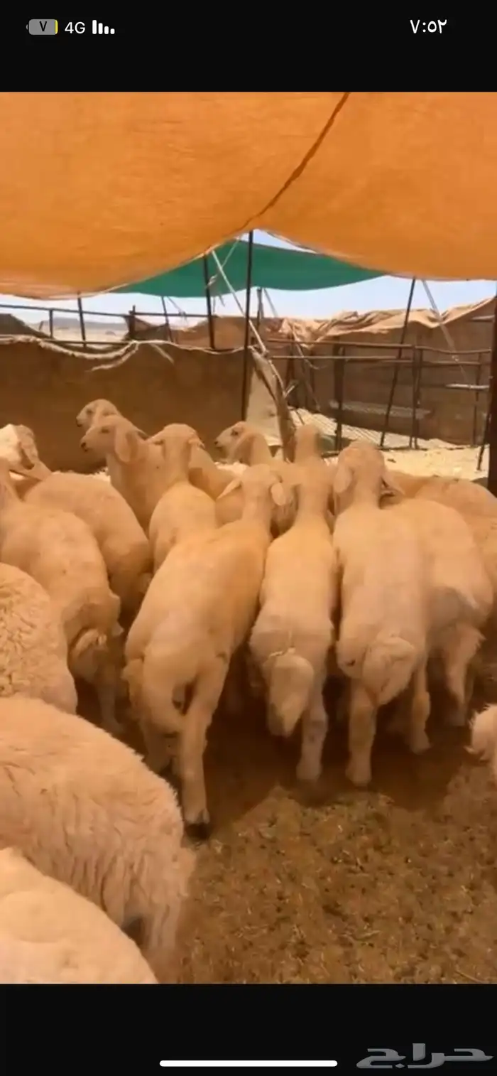 بهم حري شحم العدد65ورخال15 العمر4شهور وفوق الموقع شمال عفيف 5