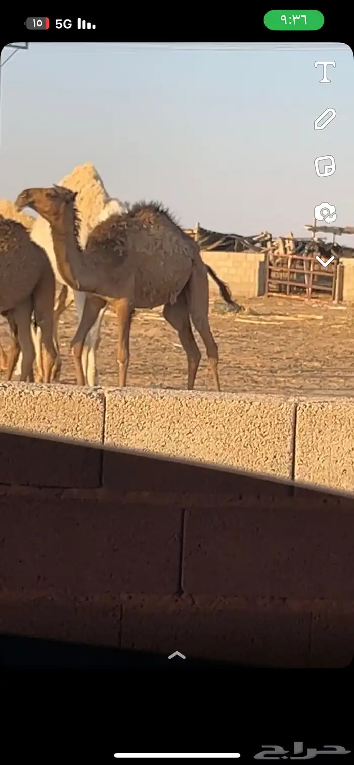 بكره صفرا مفروده ييبه بل حيل 1