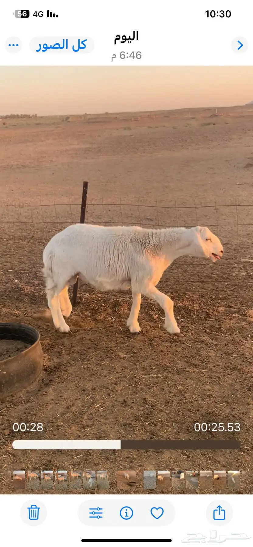 طلي ساس طيب 4
