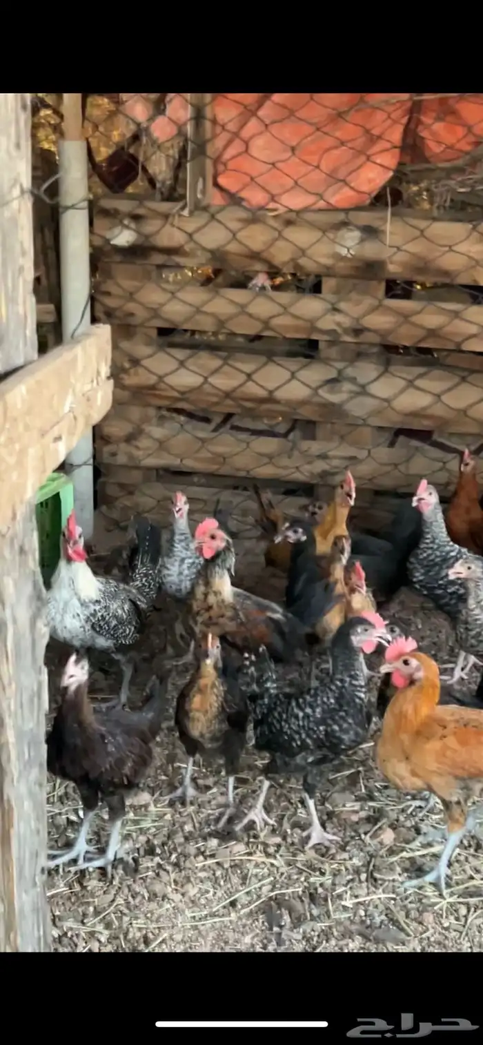 دجاج 1