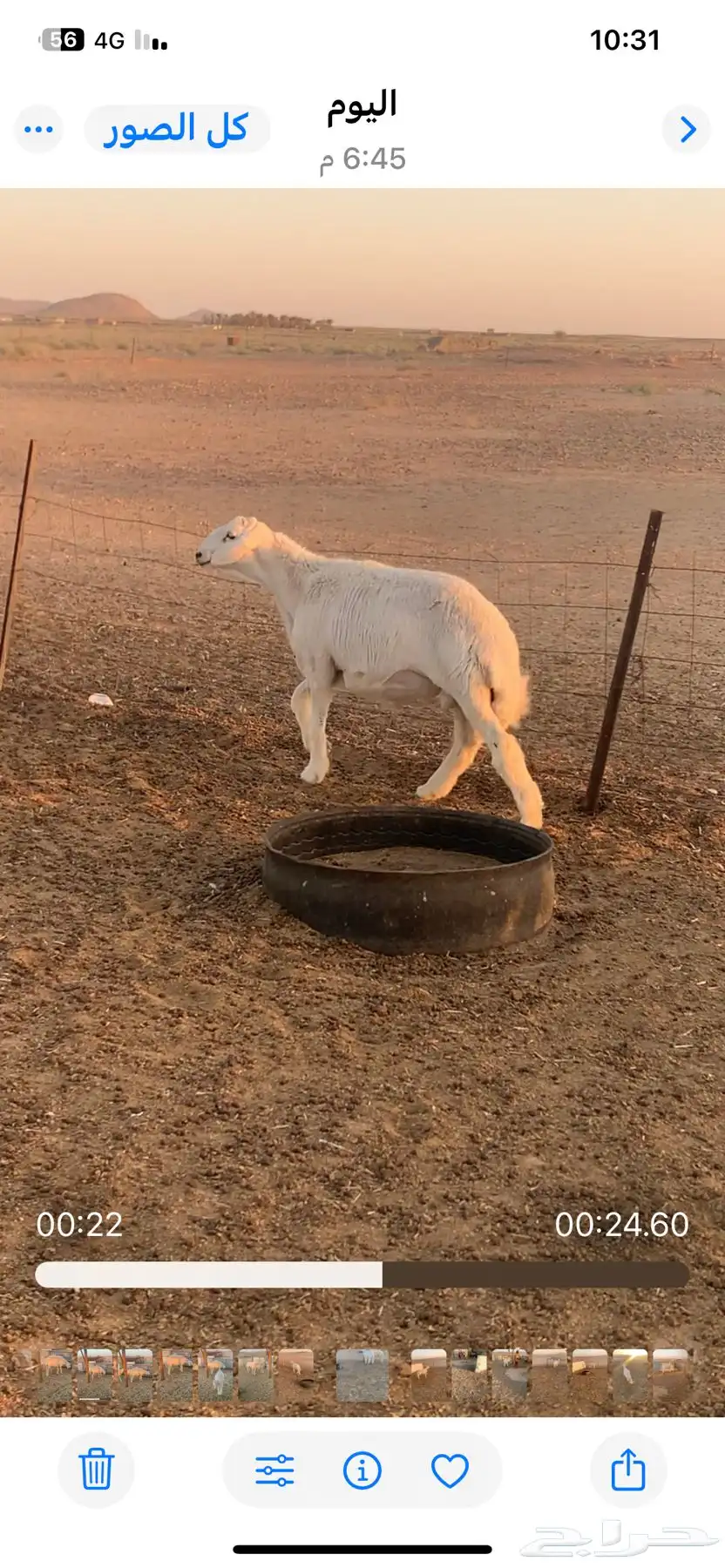 طلي ساس طيب 1