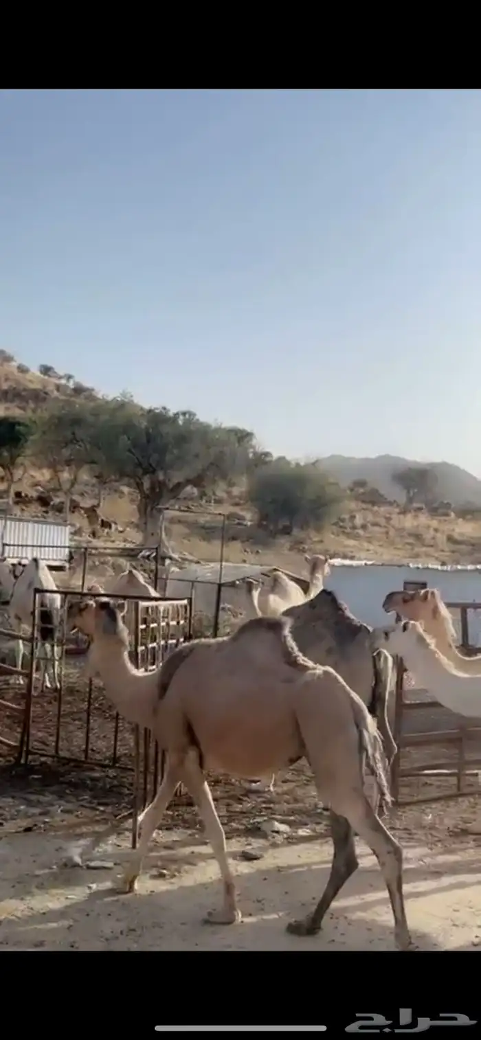 ناقه نياق ابل 2