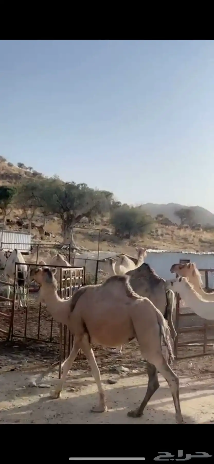 ناقه نياق ابل 2