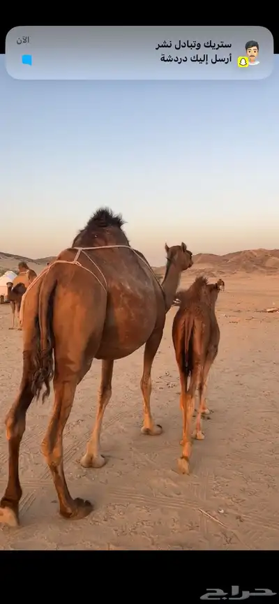 خلفه ساحليه(( تم البيع )) 1