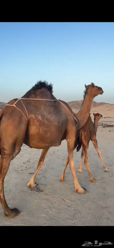 خلفه ساحليه(( تم البيع )) 2