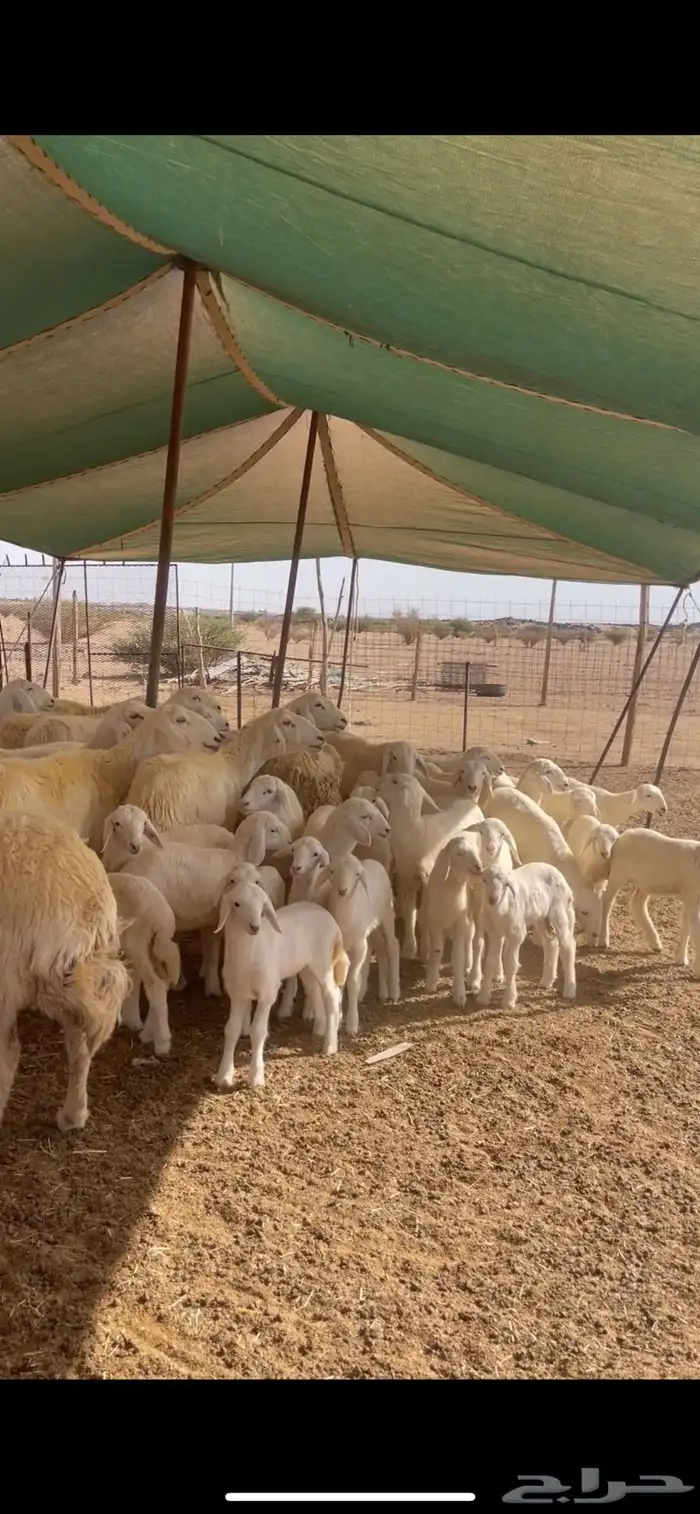 حريات حرش مراح واحد ( تم البيع ) 3