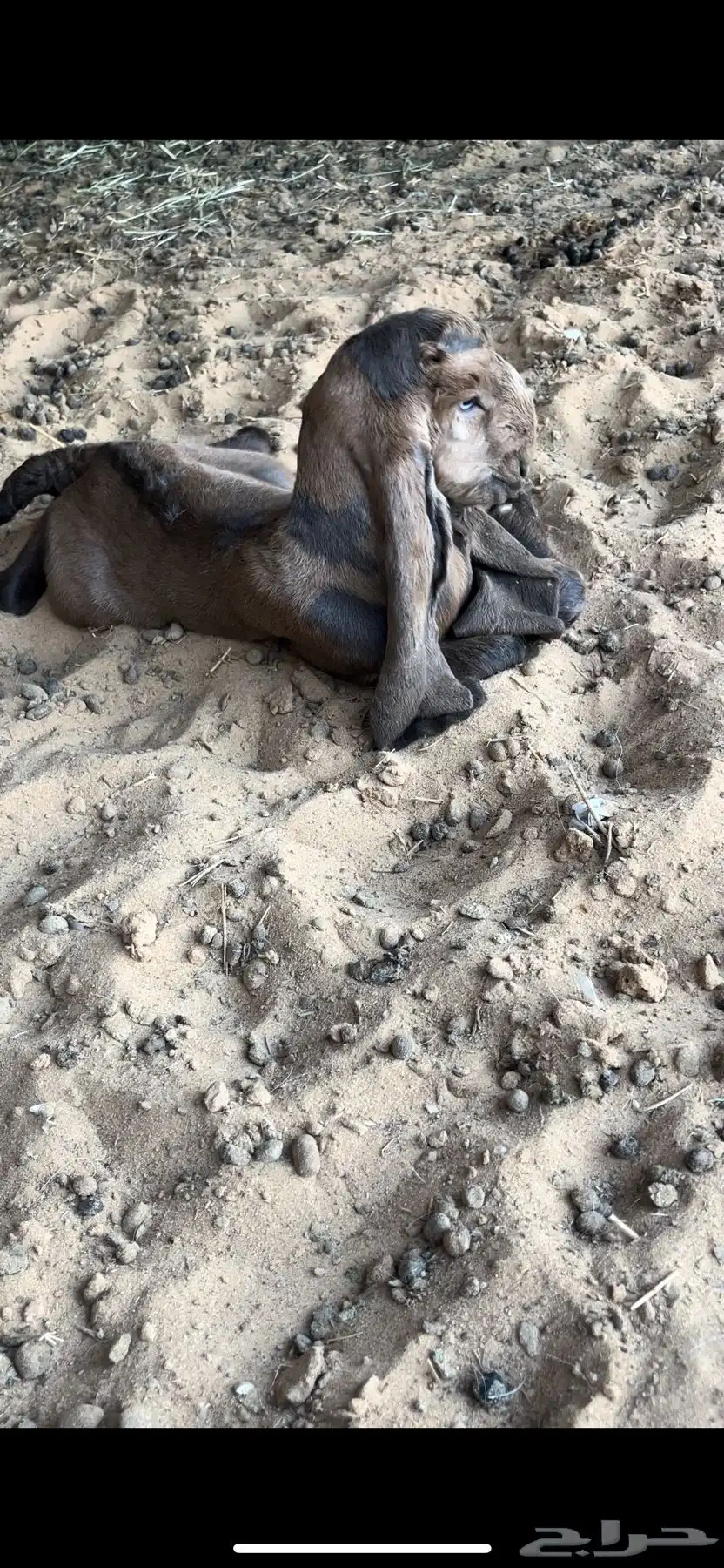 تيس فحل صنف 1