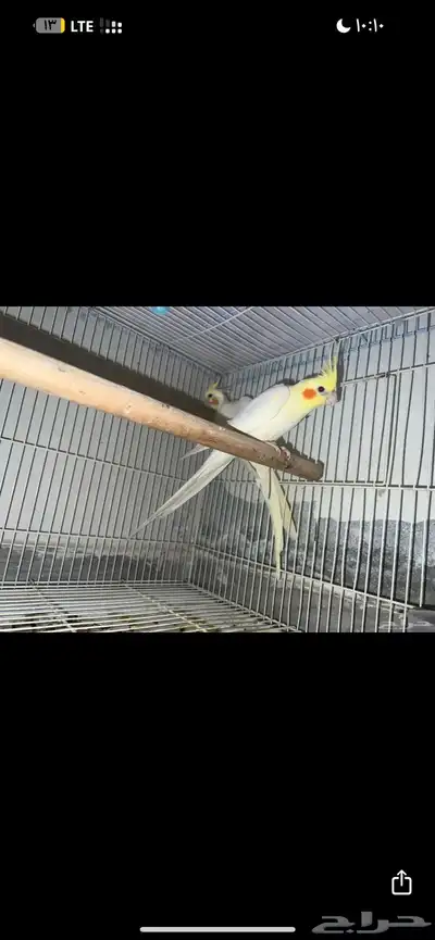 للبيع كروان اقبل بدل فقط صن كنيور 0