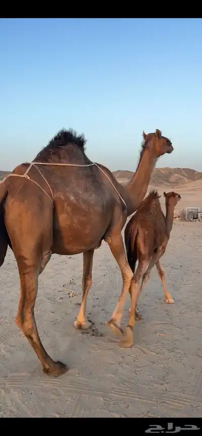 خلفه ساحليه(( تم البيع )) 0